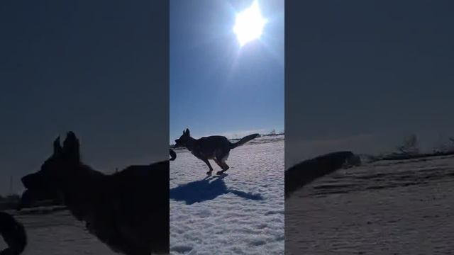 островок спокойствия в этом безумном мире - прогулки с собаками смотреть онлайн
