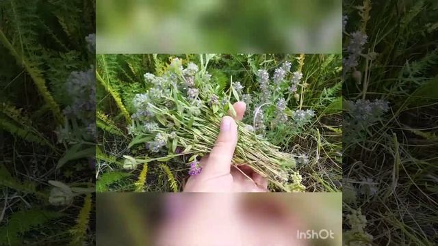 #Чабрец.Виды чабреца.Как отличить траву чабрец от других.