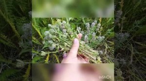 #Чабрец.Виды чабреца.Как отличить траву чабрец от других.