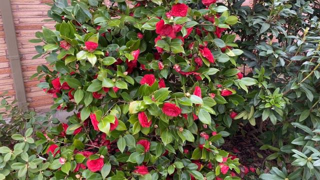 Camellia 'Nuccio's Bella Rossa' смотреть онлайн