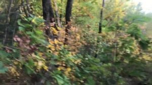 Дикие леса, где обитают Уссурийские тигры / Уссурийск / Приморский край / Осень