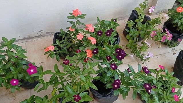 #shortvideo flower vinca смотреть онлайн