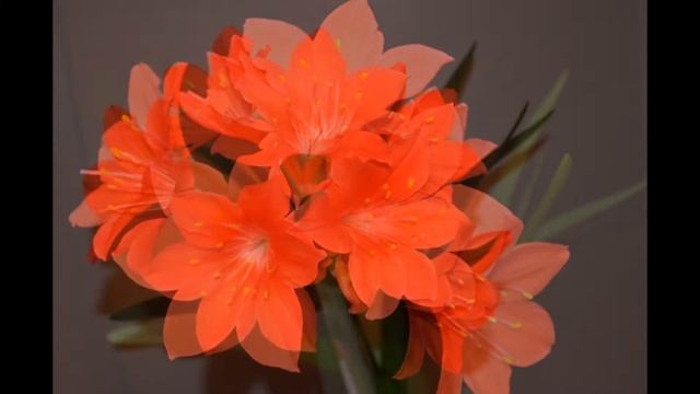 Валотта. Как цветет Валотта. 2014 г. смотреть онлайн