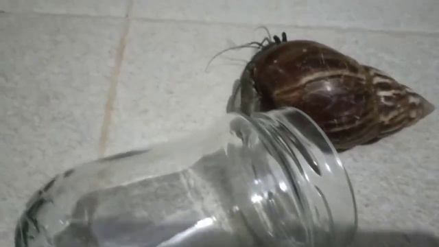 Рак и банка смотреть онлайн