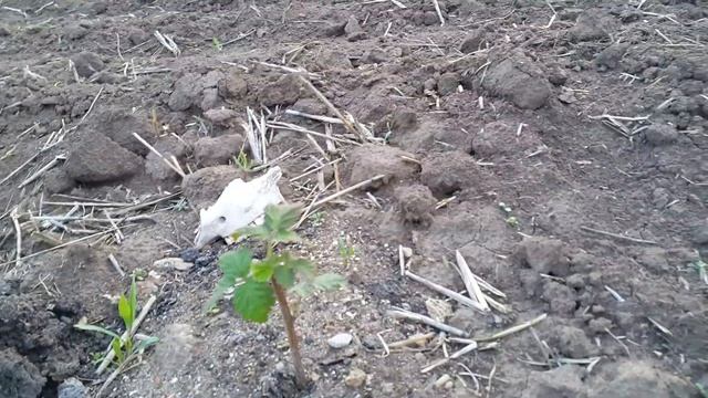 малина пшехиба капельный полив смотреть онлайн