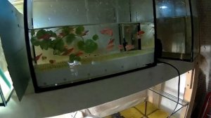 Разведение Данио от А до Я