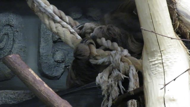 Ленивец показался 07.12.2020