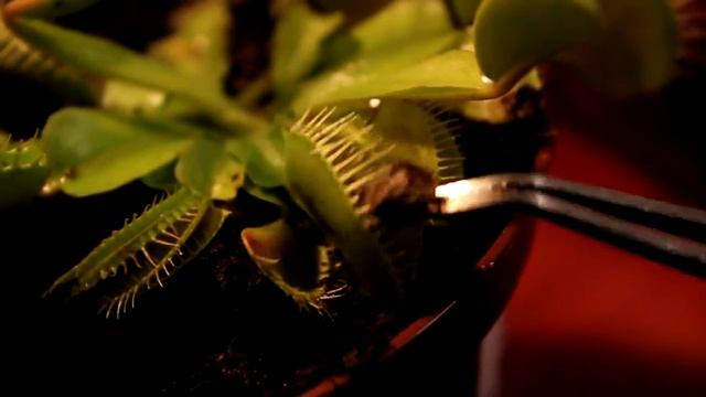 Кормление венериной мухоловки (Dionaea muscipula) совкой смотреть онлайн
