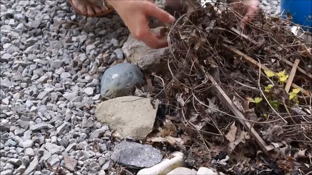 Spring Clean And Pruning Sweet Autumn Clematis And Delphinium • Growing Home Gardening