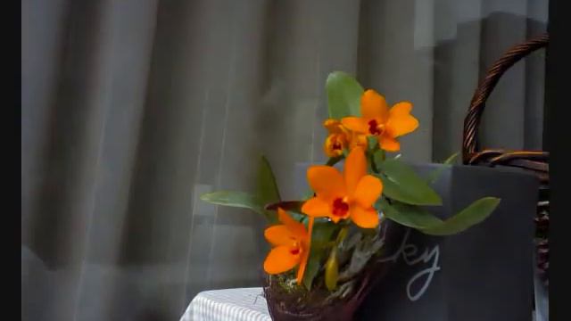 Brinno GardenWatchCam - Orange Orchid смотреть онлайн