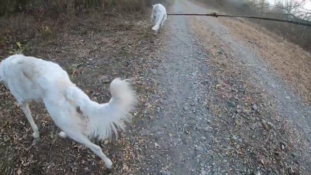 Встреча собак с крупнорогатыми в поле)) смотреть онлайн