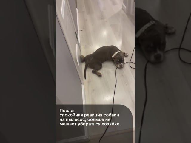 Реакция на пылесос смотреть онлайн