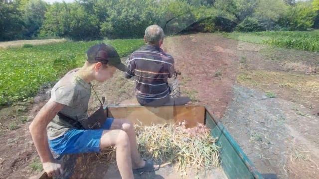 Копаю часник мотоблоком)) обрізаю бадилля сегментами з комбайну)) смотреть онлайн