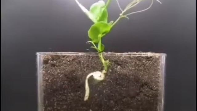 Жизнь | Как растёт и развивается семя растения на протяжении времени смотреть онлайн