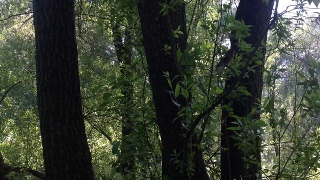 Приключения зяблика смотреть онлайн