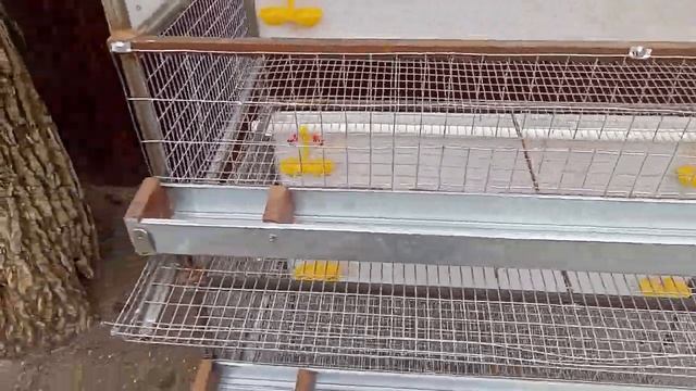 клетка для перепелов