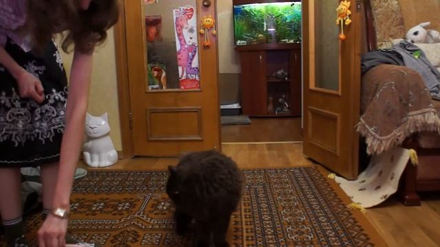 Новые трюки - мой кот ученый - Selkirk Rex Cat Tricks