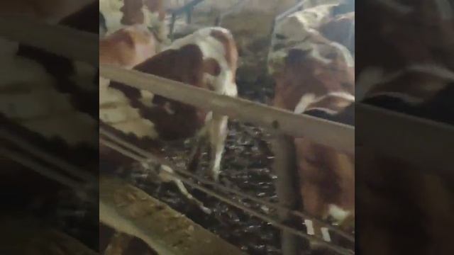 КРС, телки порода Бестужевская. Продажа на экспорт из России. смотреть онлайн