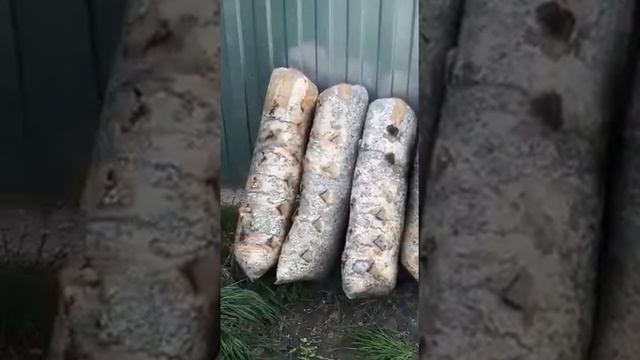 Грибная пора в Гостагаевской! смотреть онлайн