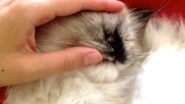 У Боньки меняются Молочные Зубки))) смотреть онлайн