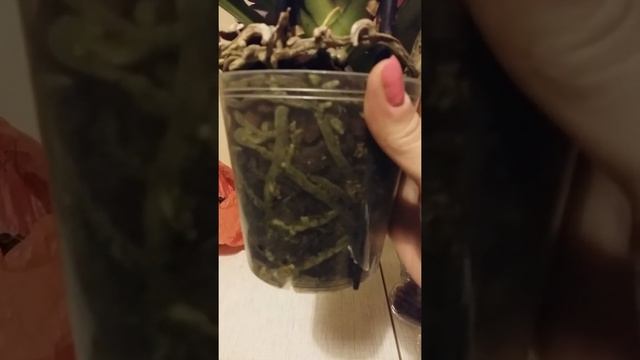 Посадка орхидей. Магазинные орхидеи и как за ними ухаживать. Орхидеи. смотреть онлайн