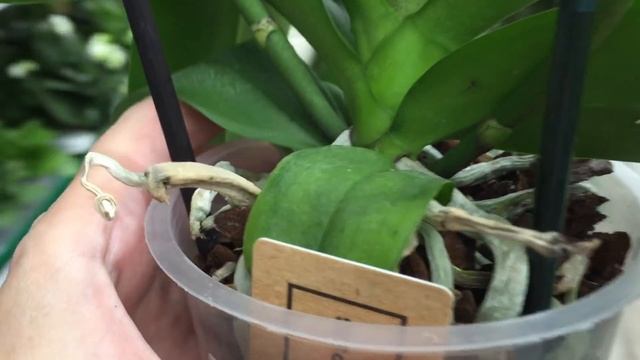 Распродажа орхидей в Бауцентре 29 августа 2020г. Одну увезла с собой) и остатки в Экофлоре..))