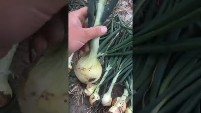 Озимый лук Сеншуй Йелоу Глоуб от Саката. смотреть онлайн