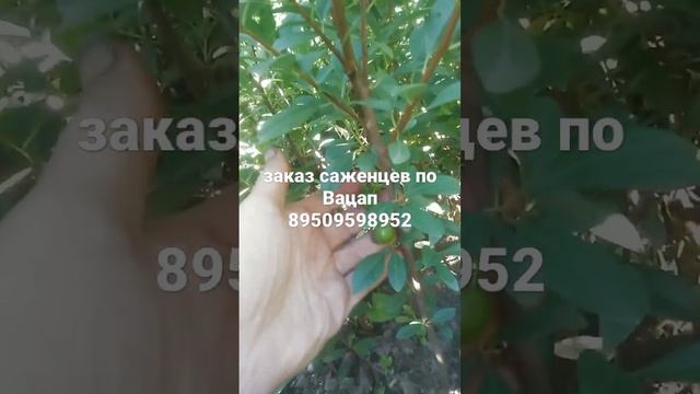 сливово-вишневый гибрид Омская ночка смотреть онлайн