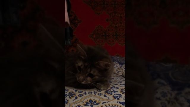 Кошка понимает русский язык )) смотреть онлайн