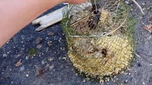 Кормушки на леща (кольцо)