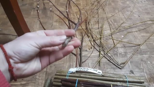 Черенки ивы пластилин, верба, хакура нишики, нана, плакучая смотреть онлайн