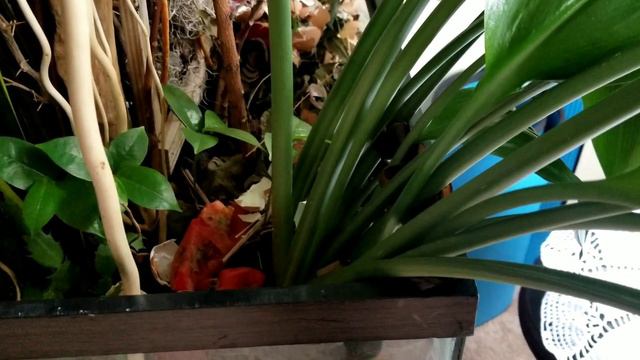 EUCHARIS (AMAZON Lily )PLANT смотреть онлайн