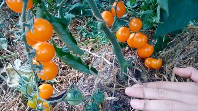 Томат "Золотой Самородок". Обзор смотреть онлайн