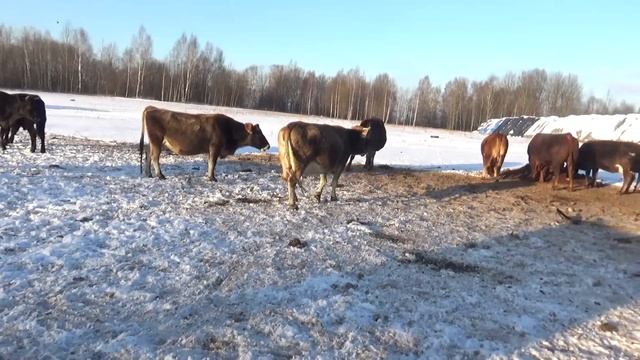 Зима на носу. Рацион и моцион животных на ферме. смотреть онлайн