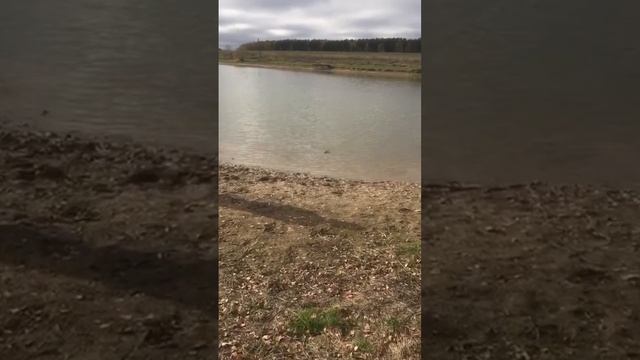 Платная рыбалка на щуку в Дулово. #рыбалка #рыбалкавдулово #щука #платник смотреть онлайн