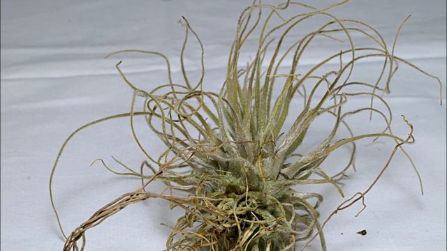 Idioma de Tillandsia смотреть онлайн