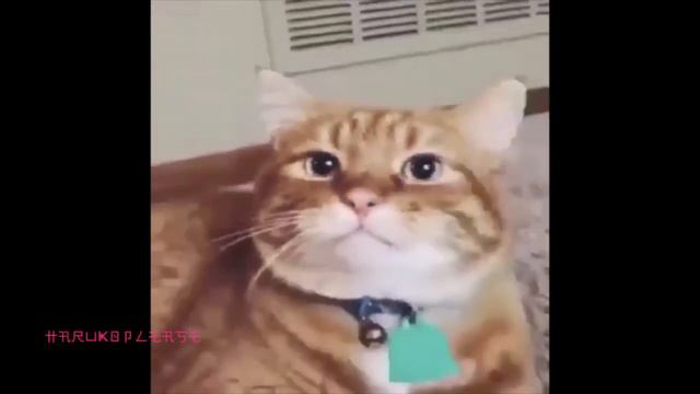 cat hurts it's knee смотреть онлайн