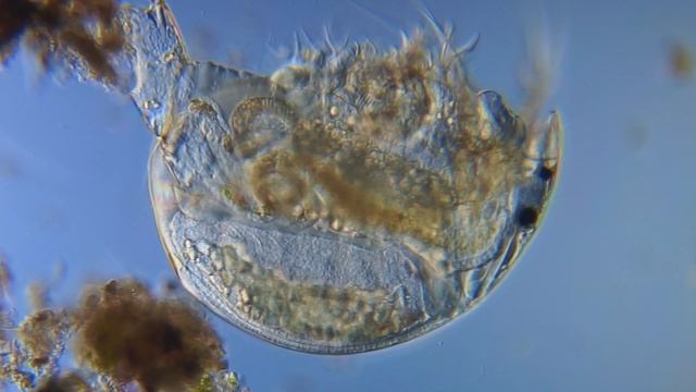 Daphnia (неверно). Ветвистоусый рачок. Cladocera смотреть онлайн