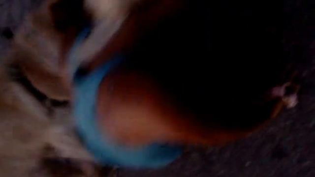 ДАЖЕ СОБАКИ В ТУРЦИИ ПРИСТАЮТ К ДЕВУШКАМ...))) смотреть онлайн