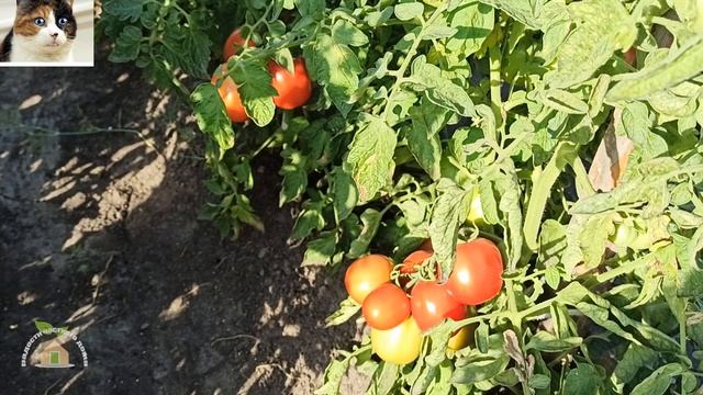 Томат Новичок описание сорта и отзыв