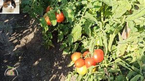 Томат Новичок описание сорта и отзыв