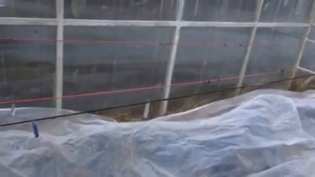 Укрытие винограда на зиму в теплицах 2019г смотреть онлайн