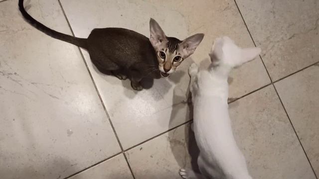 Прекрасные голоса ориентальных котят)))