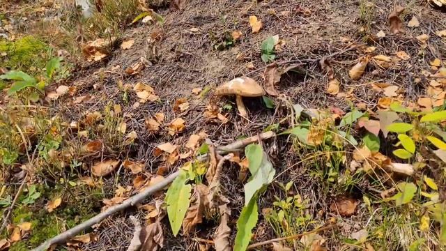 ОСЕННЯЯ СКАЗКА на ИВАНОВСКИХ ОЗЕРАХ ХАКАСИИ/ОБЗОР отеля АЖУР в поселке ПРИИСКОВОЕ:) смотреть онлайн