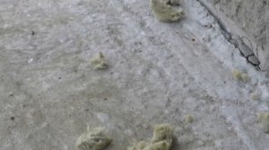 Мыши и каменная вата