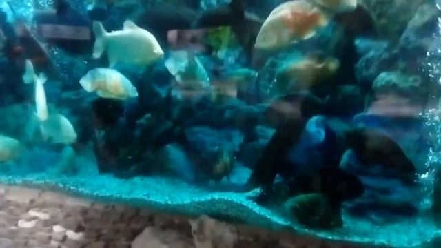 Океанариум. Красивые рыбки. Чёрное море сентябрь 2017 бархатный сезон a fish pisces i смотреть онлайн