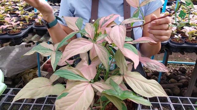 SYNGONIUM Pink splash ซิงโกเนียมพิงค์สแปซ ต้นไหลมาด่างชมพู การขยายพันธุ์และการดูแล смотреть онлайн