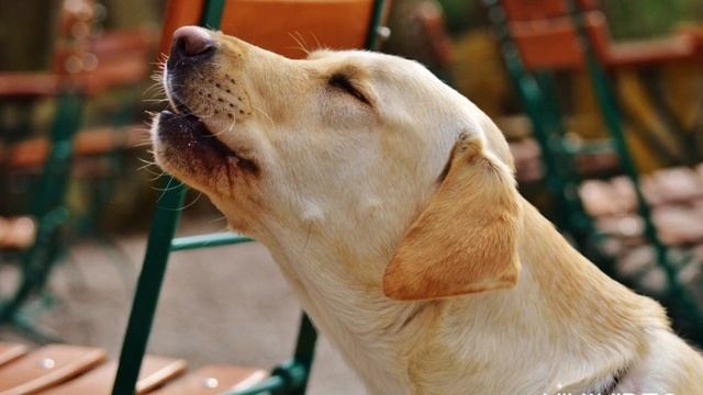 Щенок скулит. Звуки для вашего питомца. Лай собаки. Puppy whines Dog looks for sounds for your pet смотреть онлайн