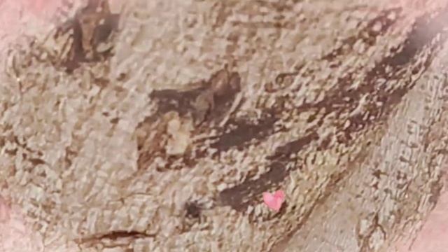 Глициния (Wisteria) - цветок апреля, Махмутлар, Алания, Турция смотреть онлайн