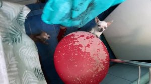 24 ЧАСА В ГОСТЯХ У РОДИТЕЛЕЙ И МЛАДШЕГО БРАТА! ПАПА ПЬЯНЫЙ,УСТРОИЛ ДИСКО!(Часть 1 ) Виталий Зеленый